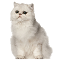 小猫