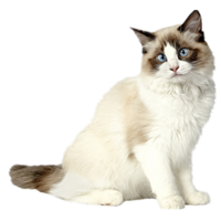 猫猫