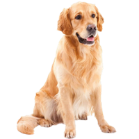 金毛犬