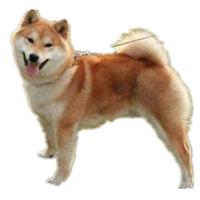 田园犬