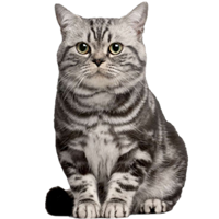 麻猫